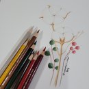 꽃그림 보타니컬 색연필화 | 파주 운정 썸헤어아트 취미 소통 / 고객님들과 그림 보태니컬 색연필화 이야기