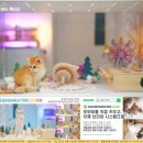 힐링캐터리 이미지