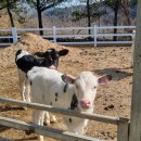 배론농장 | 주말 나들이 추천 | 원주 근교 제천 배론 이시돌 목장장