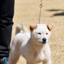 한국진도견협회