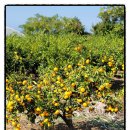 은수네농장 이미지