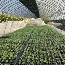 화랑농장 이미지