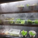 돼지 BAR 이미지