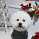 메리랑 메롱이네 이미지