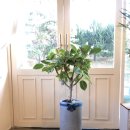 사파동366 이미지