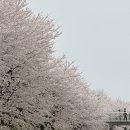 일도수입쇠고기 | 직장인 일상 기록 4월 ㅣ 벚꽃, 평냉, 속초 여행, 블로그 분리, 체험단 늪, 애드포스트 수익 첫 전환