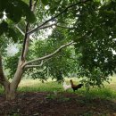 소양농장 이미지