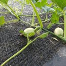 더미소국수 이미지