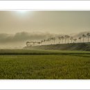 안개로가로수 이미지