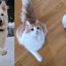 강아지와고양이 이미지