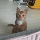 관악동물종합병원 | [구디역/신림동] 링웜, 결막염 완치과정 &#39;DS동물병원&#39;