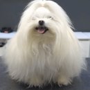 미용하는 강아지 이미지