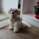 늘안아줄개 이미지