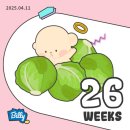 덕진-28 | 이란성 쌍둥이 25주~28주 일상 전북대학교 병원 산부인과 진료 쌍둥이 배 크기 쩐다