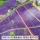 노을빛언덕 | 거창여행 아스타국화 축제 꽃별여행 별바람언덕 감악산풍력단지