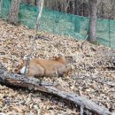 야생사슴농장 이미지