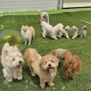 영종독 반려견 호텔, 유치원 이미지