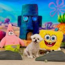 솜솜 애견미용 이미지