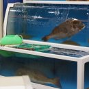 분당-272 이미지