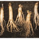 순우리인삼 이미지