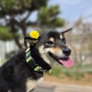 드림애견학교 이미지