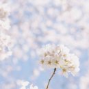 언제나봄 이미지