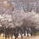 매화공원 광장 이미지