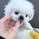 버디독 강아지분양 안심분양센터 시흥점 이미지