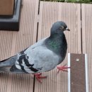 연길인 행정사사무소 이미지