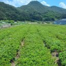 (철쭉류)연산홍.자산홍.백철.한철.아까도.자룡무.산철.석암기타 관목류판매 이미지