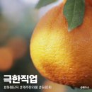 농업회사법인(주)제주향 | 극한직업 한라봉 착즙주스 택배 제주향 주문 구매 방법, 640회 정보