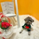 데일리 댕댕 이미지