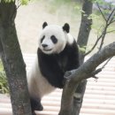 판다곰 이미지