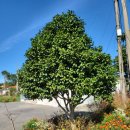 지수네 민박 이미지