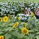 제주:) 오늘 이미지