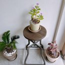 은석초교 | 장안동 카페 톤톤 후기