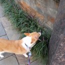 샤워앤독 이미지