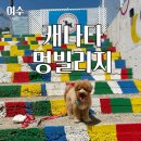 캐나다 멍 빌리지 | 여수, 애견운동장이 넓은 캐나다 멍빌리지 숙박 후기