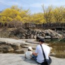 구례산동중학교 | [구례] 아기랑 산수유축제 개화 실시간 방문후기+주차장,포토존 꿀팁! 3월 광주근교나들이 전라도 여행...