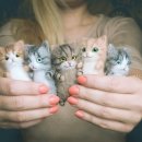 멋진 고양이 이미지