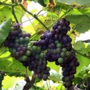 김삿갓면-23 이미지