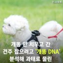 개똥 안 치우고 간 견주 잡으려고 &#39;개똥 DNA&#39; 분석해 과태료 물린 스페인 정부 이미지