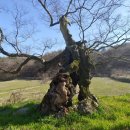 보천사 취계당 대사 부도 | [매거진군산] 2021년 8월호 : 노거수(오래되고 큰 나무)를 통해 보는 군산이야기