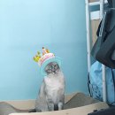 이뿌지오 | 젤리들 3살 생일기념, 고양이 홈스냅 촬영! (feat. 조엘르아뜰리에)