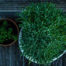 플랜테리어 홈가드닝 이미지