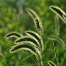 강아지풀 이미지