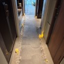 서프라이즈 | 조선팰리스 프로포즈 받은 후기💐 | 서프라이즈 성공 후기, 방법 공유🫶