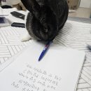 댕데이 | 🐰쭈륭이의 5살 생일파티🎂 | 평택 더스페이스 대관 + 댕데이 티셔츠 (내돈내산 후기)