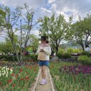 청춘양구 곰취축제 참여 후기(운영일정, 장소, 주차, 초대가수, 먹거리시장, 플리마켓 등)