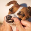 알레르기 이미지